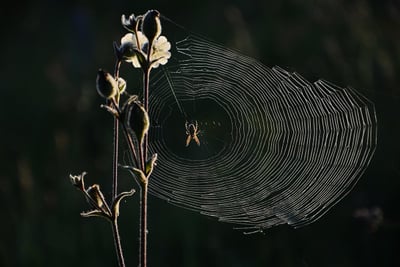 Pourquoi les micro-frontends révolutionnent-ils l’architecture web ?